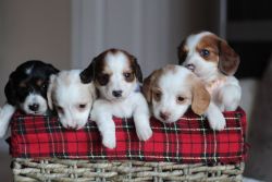 AKC Longhaired Miniature Dachshund puppies