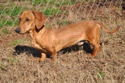 Red male dachshund available