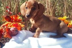 Adorable Dachshund puppies for sale.