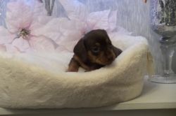 I have two cute male and female Dachshund for home adoption