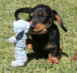 Male and Female Dachshund Puppies For Sale