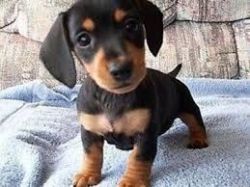 Long and short hair Dachshund puppies for sale