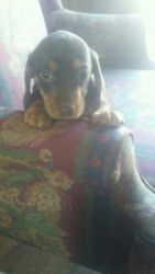 Mini Dachshund Pocket Beagle Pups