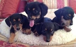 Lovely Dachshund Puppies for Adoption