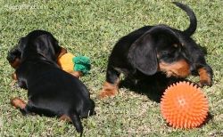 Lovely Dachshund Puppies for Adoption