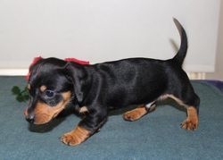 Dachshund Puppies Ready Now!!!