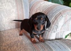 House trained Miniature Dachshund puppies