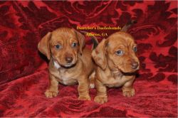 Red Smooth Coat Miniature Dachshund Puppies