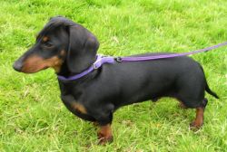 Searching for female dachshund