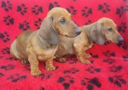 Smooth Miniature Dachshund Puppies