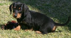 Male and female Dachshund puppies