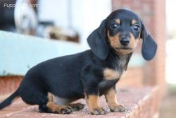 Miniature dachshund AKC registered