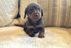 Darling Dachshund puppies For Sale