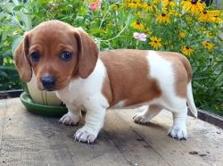 Charming Male and Female Dachshund Puppies Available