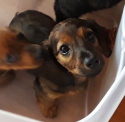 Miniature dachshunds ready for new homes