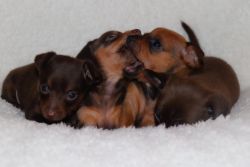 Female Chiweenie Puppies
