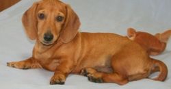 Beautiful Shaded Red Dachshund Puppies