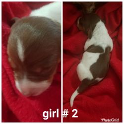 Dachshund puppies for sale. Ready for Valentine's day.