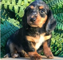 ACA Long Hair Dachshund puppy to add to your family