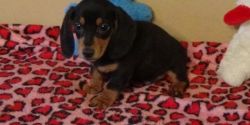 AKC Registered Black and Tan Dachshund Puppies