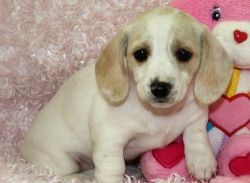 AKC Reg Mini Dachshund Puppies For Sale