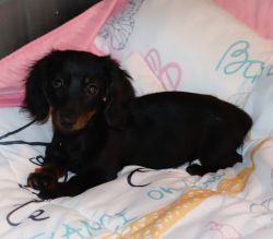 Miniature Dachshund Puppies for sale