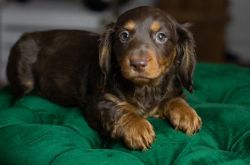 Gorgeous Chocolate & Tan Long Hair Miniature Dachshund Puppies