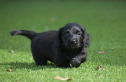 Lovely Smooth-Coat Dachshund Puppies