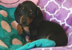 Great Temperament Male and Female Dachshund Puppies