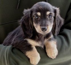longhaired English black and cream miniature dachshund puppies