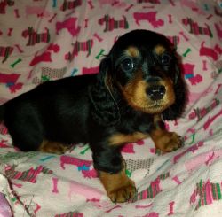Lovely AKC Dachshund Puppies. Call or text us at +1 8xx xx8-2xx3
