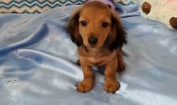 loving and smart little Dachshund puppies