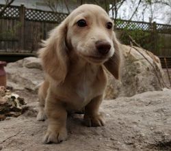 Miniature Long Hair Cream Dachshund puppies