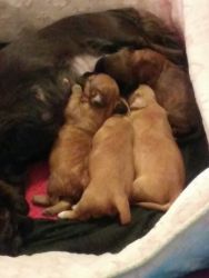 3/4 Daschund mixed puppies + 1/4 shihtzu & Chihuahua, blonde & brown