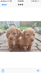 Two male English Cream miniature long haired Dachshunds