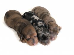 Dachshund Puppies AKC registered