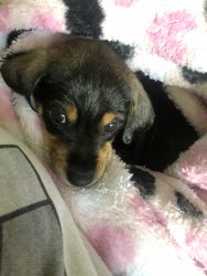 Dachshund puppy for sale !!!