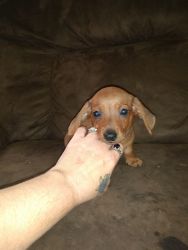 7 weeks old Male Red Dachshund