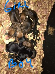 Pure bred dachshund pups for sale