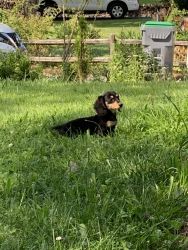 Akcdachshundny has champion bred dachshunds for sale
