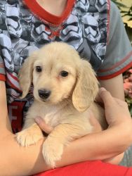 Akc dachshund puppies for sale in Middletown NY