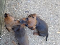 Pure bred dachshund puppies