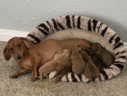 6 miniature dachshund puppies 4 boys 2 girls!!! FOR SALE