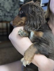 9 Month old Dachshund puppy