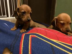 Akc dachshund puppies In Ny