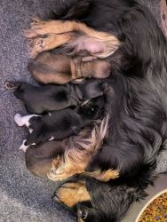 Dachshund puppies for sale in New York