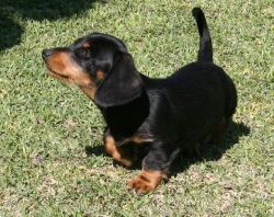 Beautiful Dachshund Puppies For Sale.