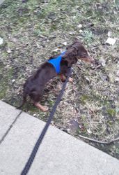 Dachshund pup weiner dog chocolate /tan /white