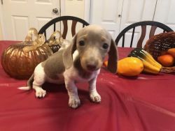 For Sale loveable dachshund pup