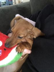 6 month old doxie
